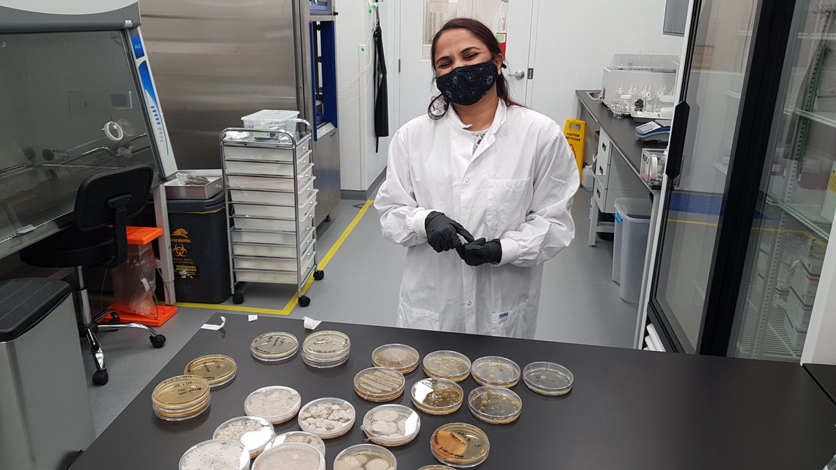 Our microbiology department head Mahi showing off some of her plates 🧫