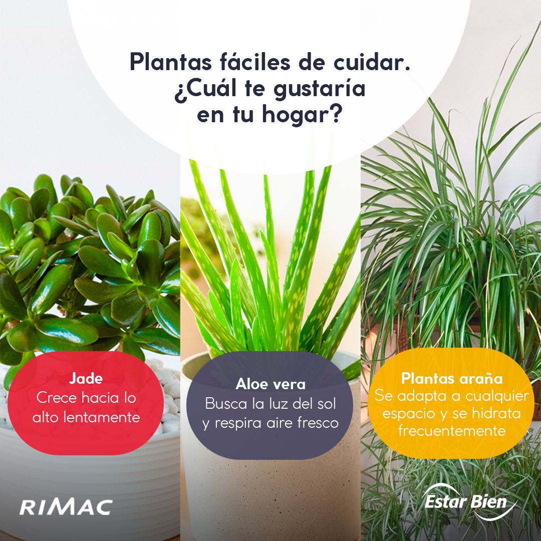 🪴🎍 Te presentamos 3 plantas que requieren poco cuidado y que son ideales para cualquier espacio de tu hogar. 🏠😉 Cuéntanos, ¿Cuál elegirías?😍 #Cultura #Bienestar