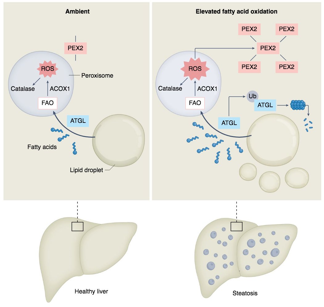 Henne_Lab (@hennelab) on Twitter photo A highlight from <a href="/_blessypaul/">Blessy Paul</a> in <a href="/NatMetabolism/">Nature Metabolism</a> on work from the Wolfrum lab.
Interesting study that dissects PEX2 as a sensor of cellular ROS to fine-tune ATG-mediated lipolysis.
nature.com/articles/s4225…
You can read the original Ding et al study here:
doi.org/10.1038/s42255… A highlight from <a href="/_blessypaul/">Blessy Paul</a> in <a href="/NatMetabolism/">Nature Metabolism</a> on work from the Wolfrum lab.
Interesting study that dissects PEX2 as a sensor of cellular ROS to fine-tune ATG-mediated lipolysis.
nature.com/articles/s4225…
You can read the original Ding et al study here:
doi.org/10.1038/s42255…