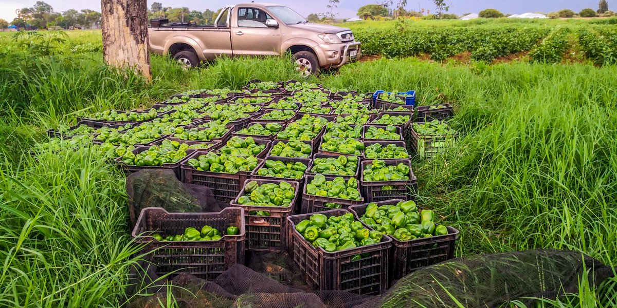 PAN_NEMZ's tweet photo. A very long and tiring day at the office yet a great and productive one👌😍🌱💚
80 crates of Green peppers done and dusted 
70 sacks of 10kg butternuts delivered 
10 0000 cabbages weeding
#I_AM_PAN_THE_FARMER
#I_PLOW_I_PLANT_AND_I_HARVEST
#PEOPLE_SHALL_EAT https://t.co/cIRwo944SQ