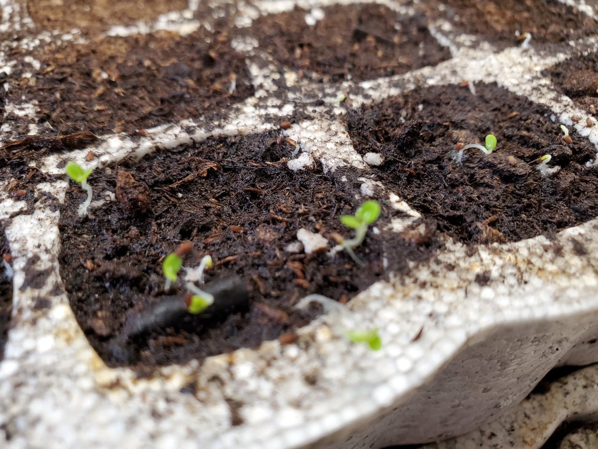 We have life!
#NativePlants