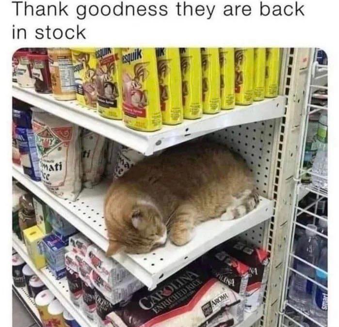 WholesomeMeme's tweet photo. https://t.co/QGvcmlgYmR