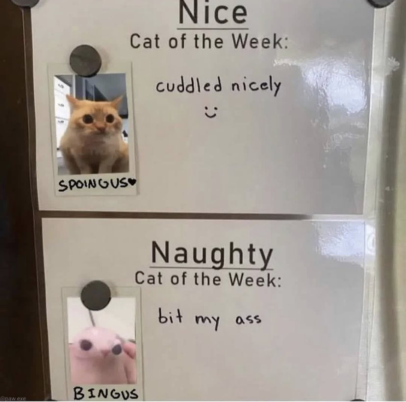 WholesomeMemes (@wholesomememe) on Twitter photo 