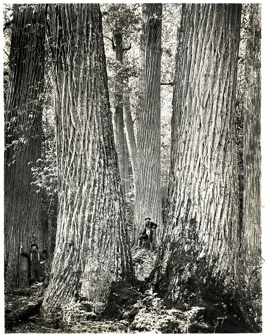 Trivia_Tweets1's tweet photo. The American Chestnut is not fully extinct. There are millions that grow each year, but they do not make it to full maturity. Scattered around the eastern US, there are 2500 that have made it to maturity. Scientists monitor them across North America
#triviatweets #tree #fact https://t.co/3y7tce6m6G