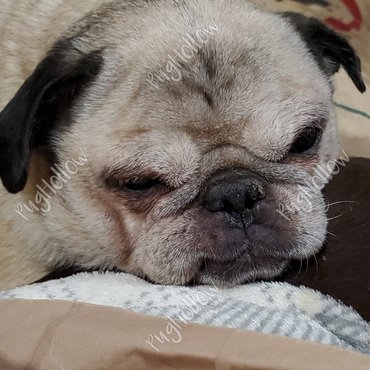 PugHollow's tweet photo. The Scribe uncovered Marge and got this rancid glare for her trouble. #MargeAndInCharge #MadPugMonday https://t.co/Mjb3QxXppX