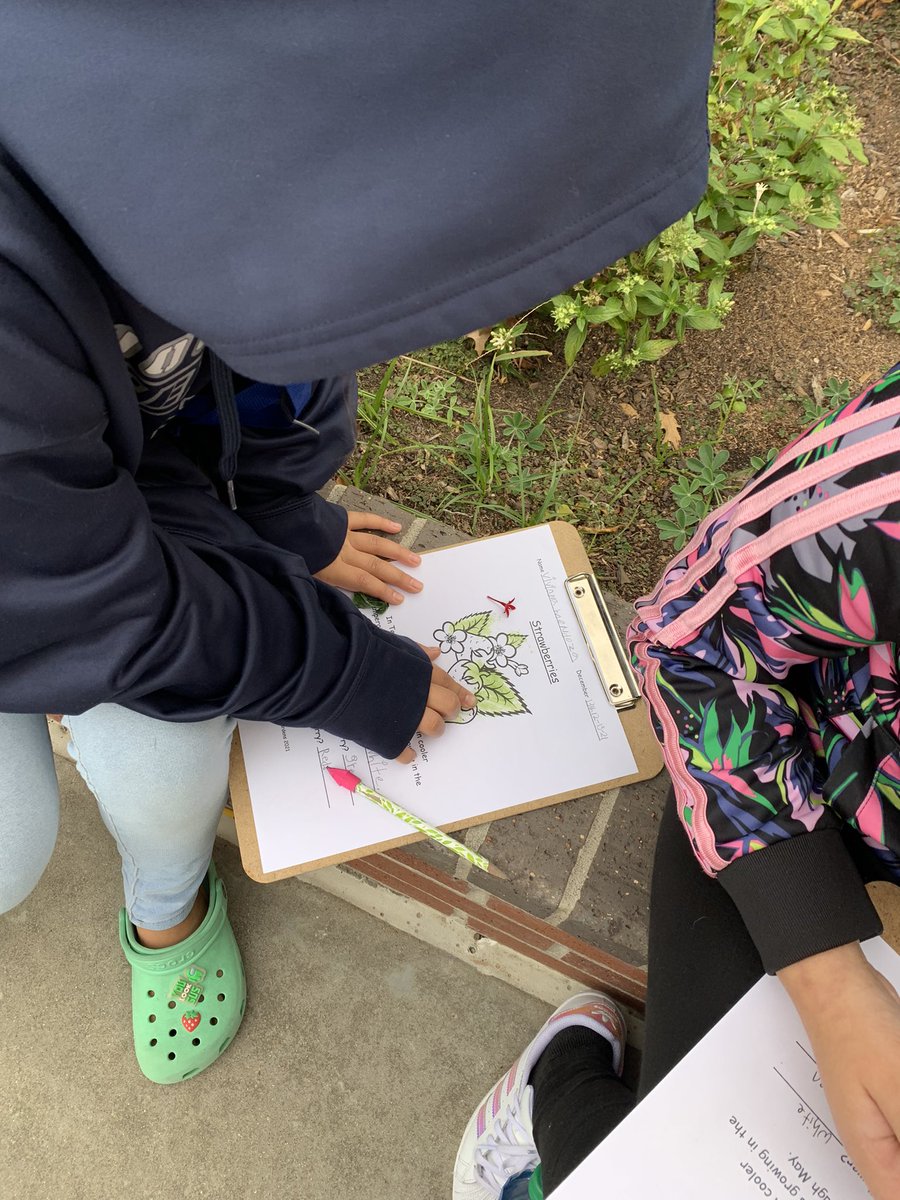 Elaine Winger (@wingerrtgg) on Twitter photo Students are using penta flowers and broccoli leaf dye to color their picture. Some students noticed they now are a true gardenerββthey have a green thumb. π<a href="/readygrowgarden/">Ready to Grow Garden</a> <a href="/k_rdameron/">Kimberly Dameron</a> <a href="/ZlatichJessica/">Jessica Zlatich</a> <a href="/CFISDWalker/">Walker Elementary</a> Students are using penta flowers and broccoli leaf dye to color their picture. Some students noticed they now are a true gardenerββthey have a green thumb. π<a href="/readygrowgarden/">Ready to Grow Garden</a> <a href="/k_rdameron/">Kimberly Dameron</a> <a href="/ZlatichJessica/">Jessica Zlatich</a> <a href="/CFISDWalker/">Walker Elementary</a>