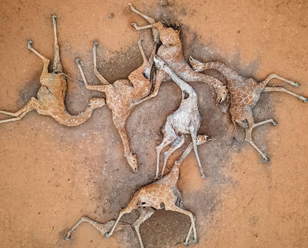 alupocaro19's tweet photo. Climate change is not only affecting human beings, even the animals are dying...#climate crisis...We need to act now https://t.co/G2NwNBpHsO