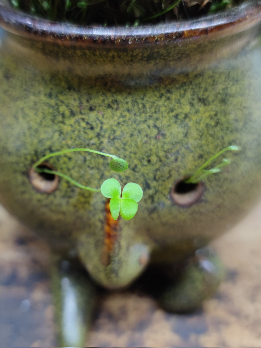 ponchoeltapatio's tweet photo. 🍀☺️ https://t.co/4o3gD5SPte