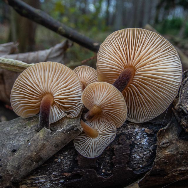 De onderkant van het Fluweelpootje is misschien wel mooier dan de bovenkant.