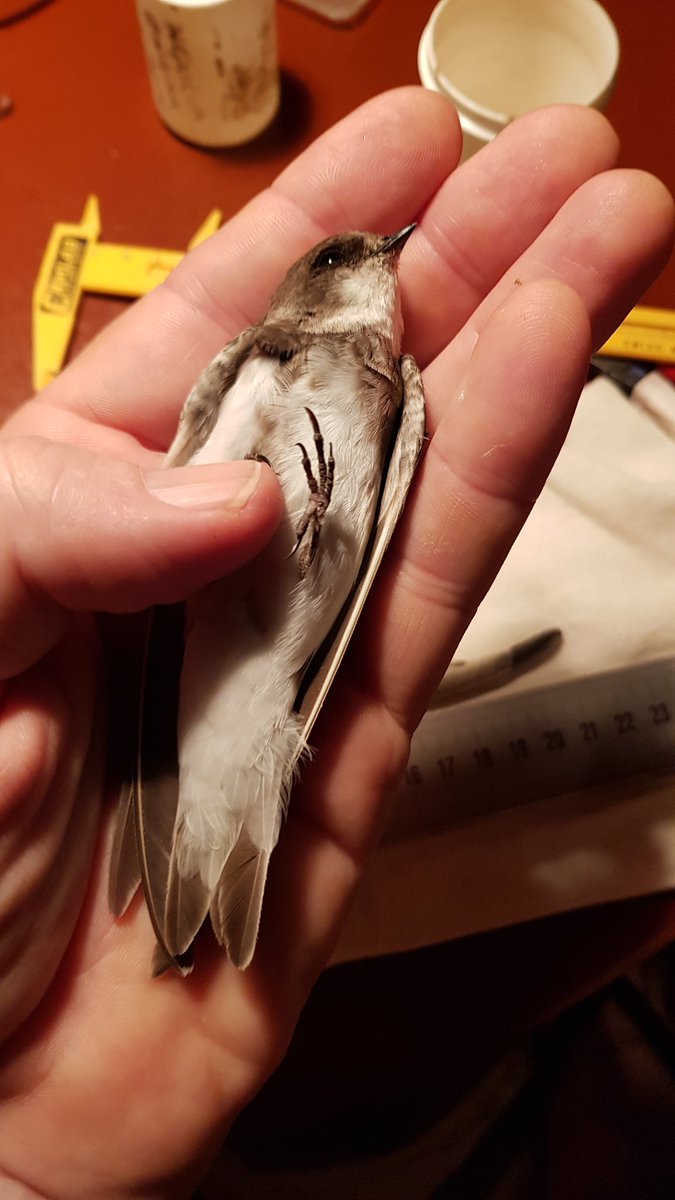 arochakenya's tweet photo. Some historical stats shared by #Ngulia stats fundi @Sibilatrix21 for #nguliaringing - the 3 Sand Martins make a total of 22 ringed @nguliasafari now since 1969; the Accipiter nisus was the 7th and we've now caught 3 Ortolan Buntings. #birds #ringing #kws #tsavowest #Nguliamagic https://t.co/uARBLLKIEW