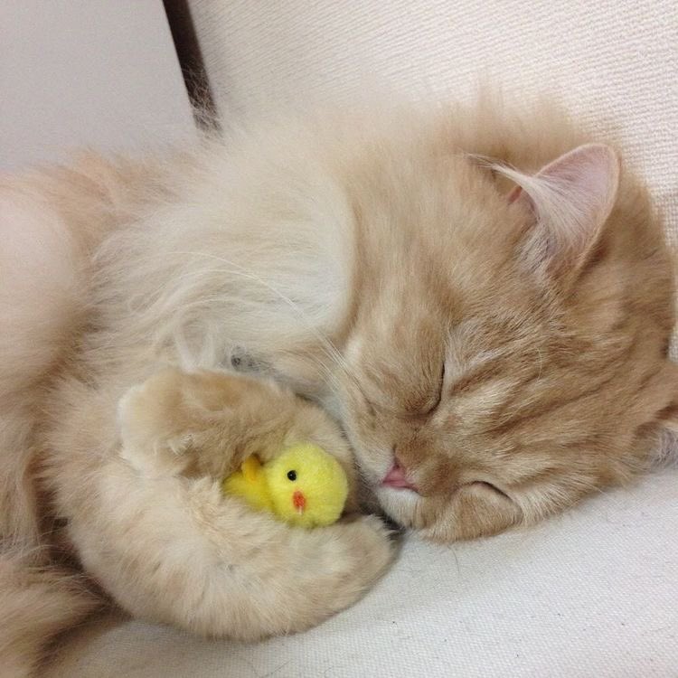 𝙖𝙣𝙜𝙚𝙡 𝙣𝙖𝙣𝙖 👼🐱🎀 공주님 미리 생일죽하해 tweet media