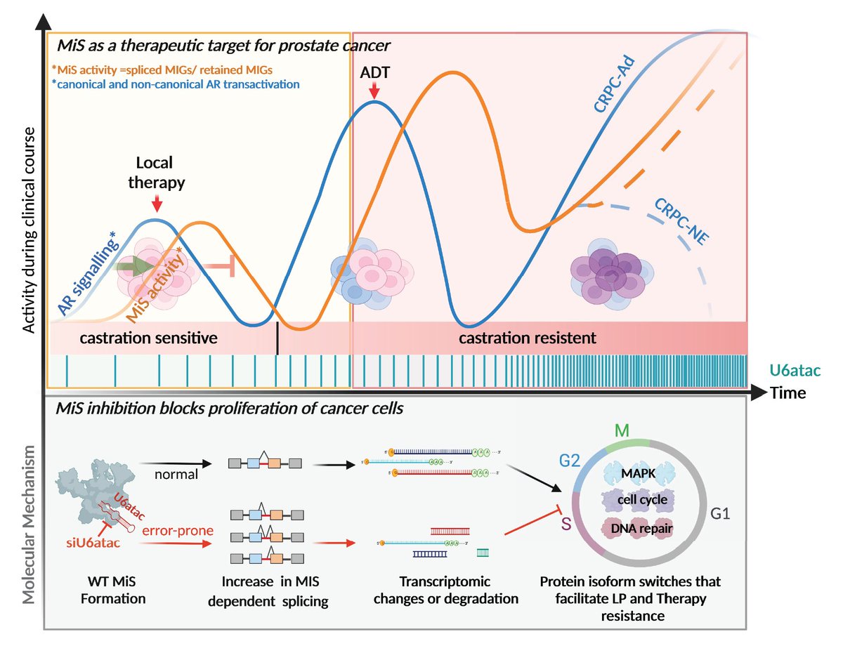 Minor splicing may have therapeutic implications in #ProstateCancer. The Heath group <a href="/WEHI_research/">WEHI (Walter and Eliza Hall Institute)</a> has reported similar observations for other cancers. Great collaboration with <a href="/KanadiaLab/">Rahul Kanadia</a> and <a href="/MarkGerstein/">Mark Gerstein</a> @AnkeAugspach   bit.ly/3ES1wMM  bit.ly/31DWbdV