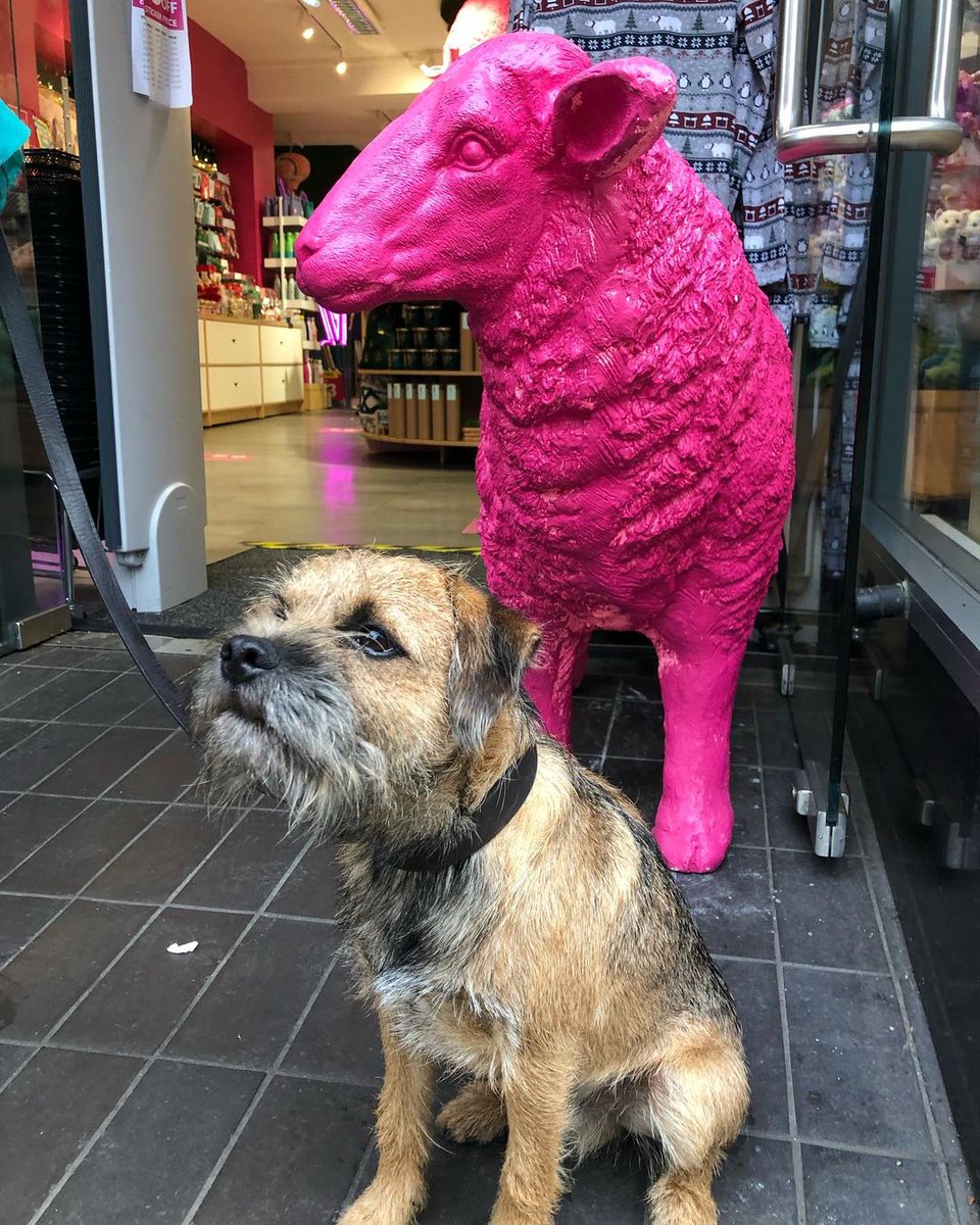 Who has been Christmas shopping in our Neon Sheep grottos? 🐑💖

📸<a href="/border/">border</a>.the.explorer