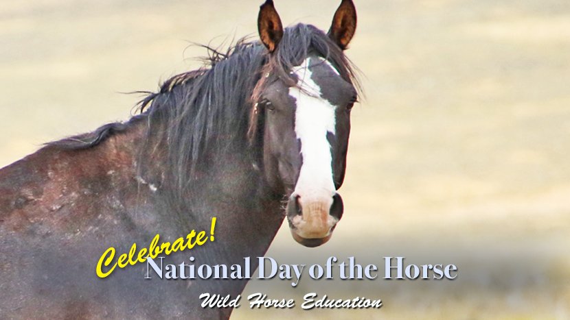Today is #NationalDayOfTheHorse Wednesday is the 50th Anniversary of Wild Free-Roaming Horses & Burros Act. Feels like National week of the horse!
We celebrate through the dedicated work of our teams & with two free events! #wildhorses
Info at the link bit.ly/3IKouI8