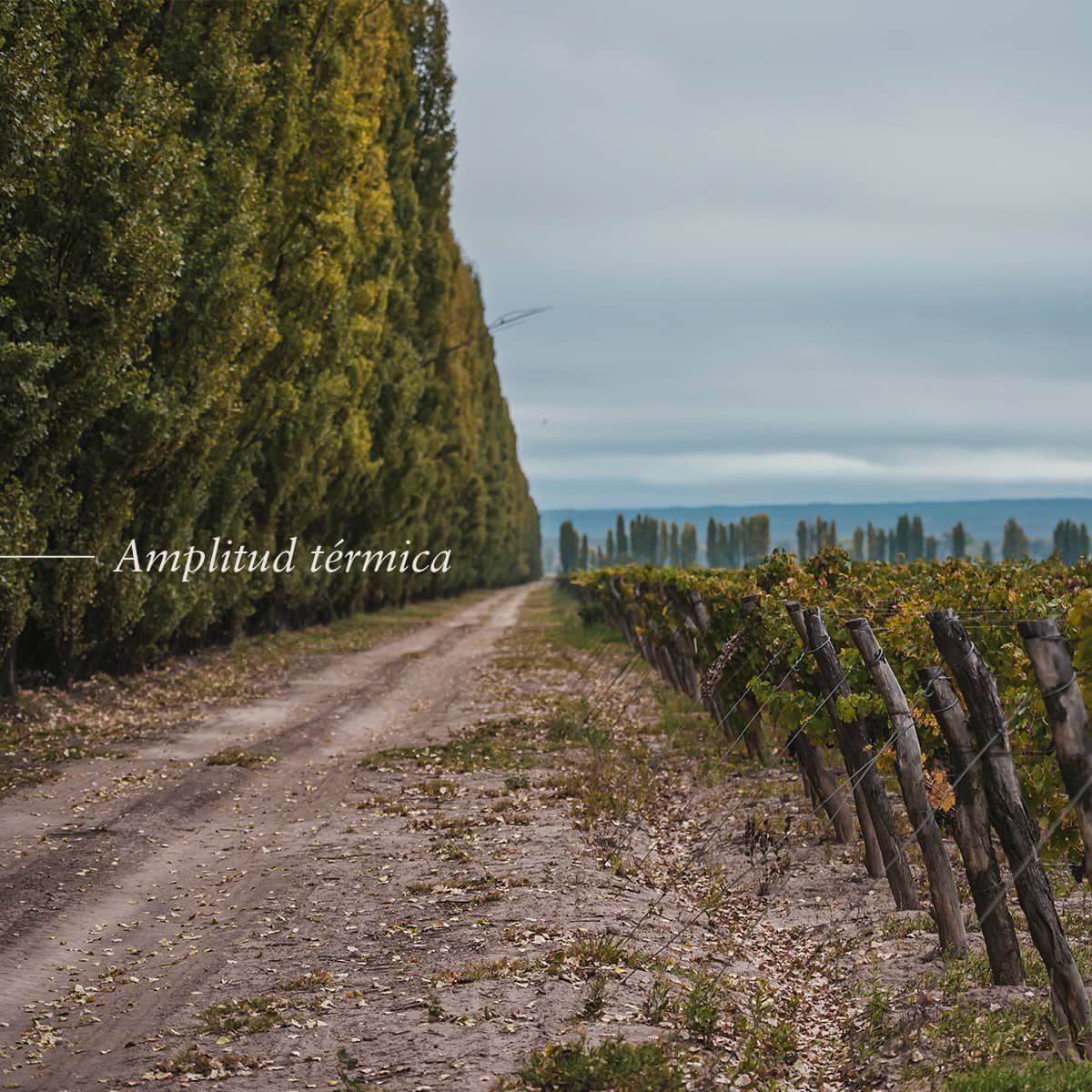 Piattelli Vineyards tweet media