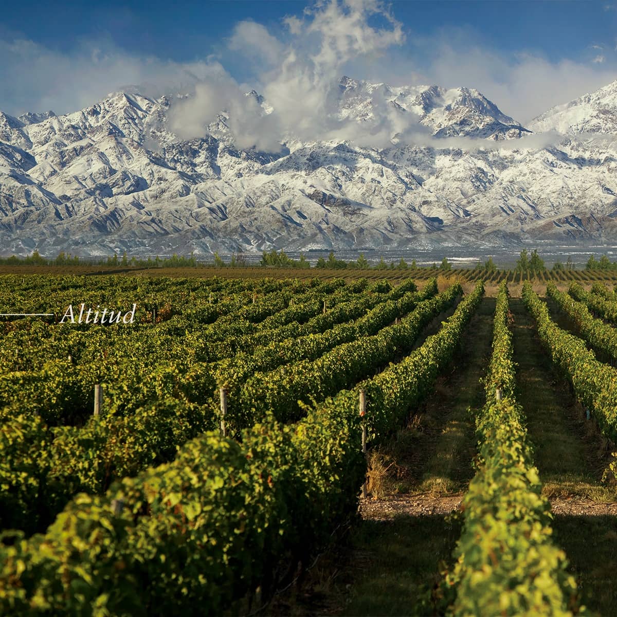 Piattelli Vineyards tweet media