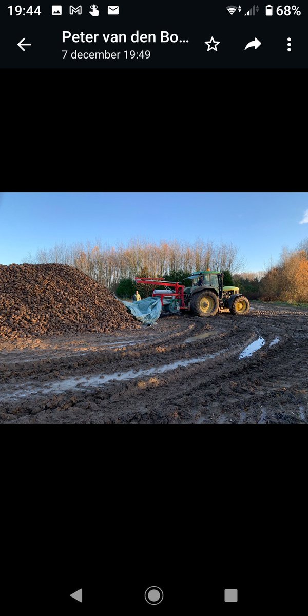 <a href="/DuyseJos/">Jos van Duyse</a> Dat hoeft niet... Zo kan 't ook #cichorei #afgedekt #significantmindertarra fotocredits <a href="/Peter_vd_Bosch/">Peter van den Bosch</a>