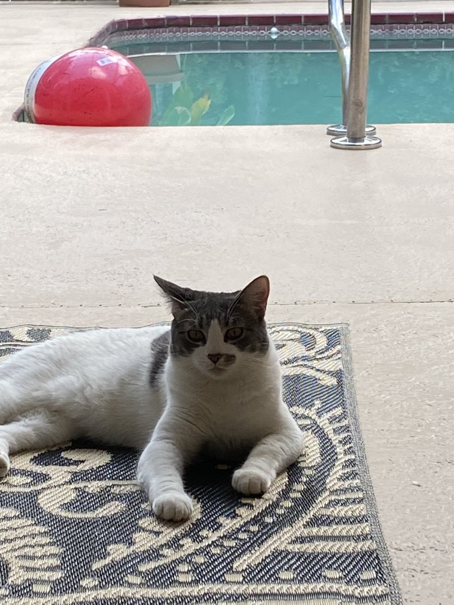 stanley_spike's tweet photo. With hoomom back I can relax by the pool and not be so concerned about calling take out - arranging maids and coordinating my naps. How are things with you Jimmy?  @Auldlangesyne Stanley #cats #momishome #naps https://t.co/K6d8rqsAYu