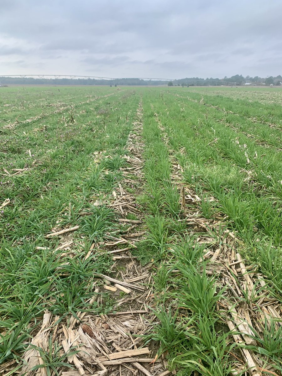 coveryoursoil's tweet photo. Cover crops taking off in Samson, AL. ‘Cosaque’ oat on the left and ‘Legend’ oat on the right. https://t.co/fOAKLSBckX