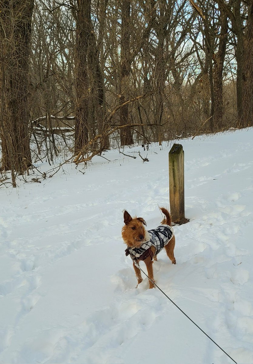 Will_Musgrove's tweet photo. Winter wonderland. https://t.co/DcwyHb6plV