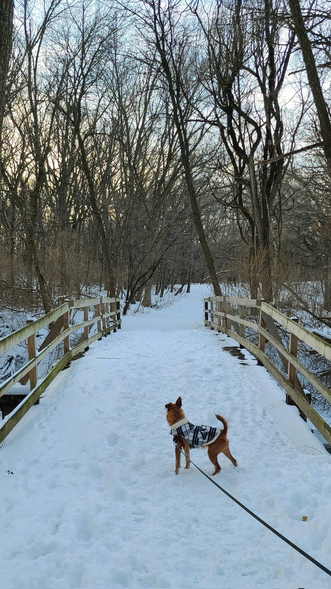 Will_Musgrove's tweet photo. Winter wonderland. https://t.co/DcwyHb6plV