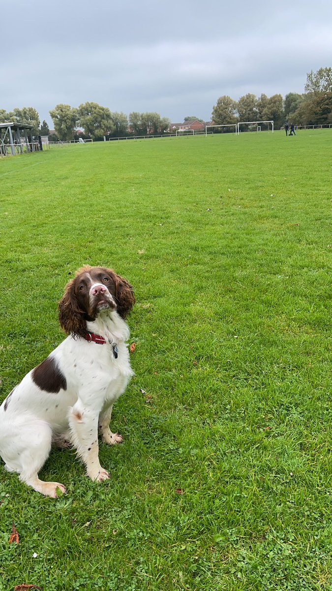 Danielpg29's tweet photo. @ASPoliceDogs @ashtongatestad @ASPolice @BristolCity @BristolBears Room for one more? 15 months old &amp; has a nose like a trooper https://t.co/d6dwN7IHFq
