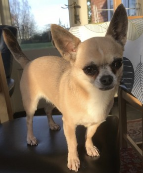 millypod1's tweet photo. 🆘13 DEC 2021. LULU #Lost #ScanMe
OLDER Fawn Chihuahua Female
Farm in #Hertford #Brickendon #Hoddesdon #SG13 area
https://t.co/onMlmCumkS https://t.co/t0e2huz5vC