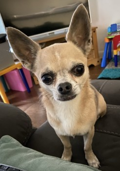 millypod1's tweet photo. 🆘13 DEC 2021. LULU #Lost #ScanMe
OLDER Fawn Chihuahua Female
Farm in #Hertford #Brickendon #Hoddesdon #SG13 area
https://t.co/onMlmCumkS https://t.co/t0e2huz5vC