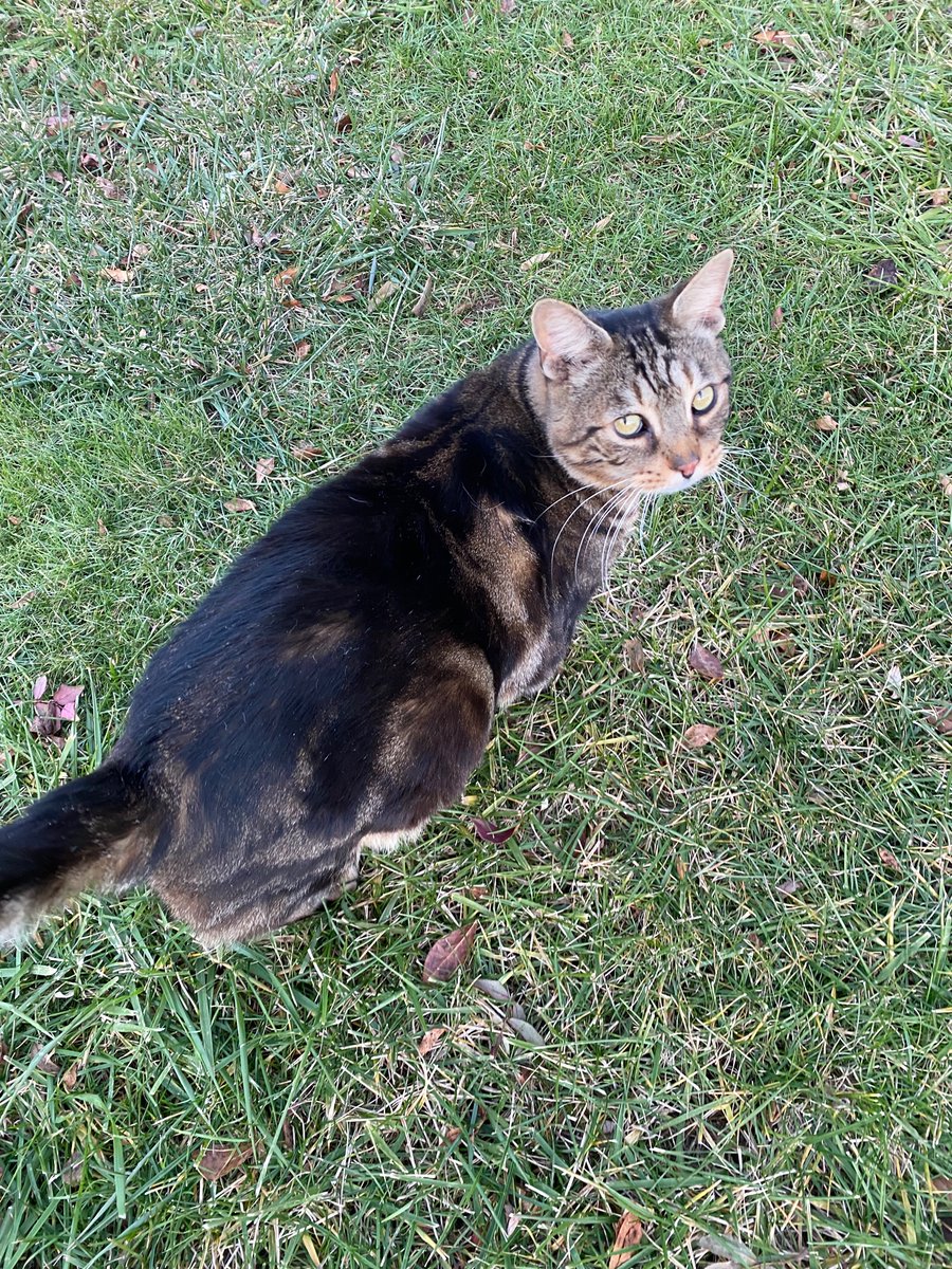 EMMASHA2155's tweet photo. @KendraEevee @UnitedSpaceCats A stray in my neighborhood looks so similar! https://t.co/XXBfoclLDo