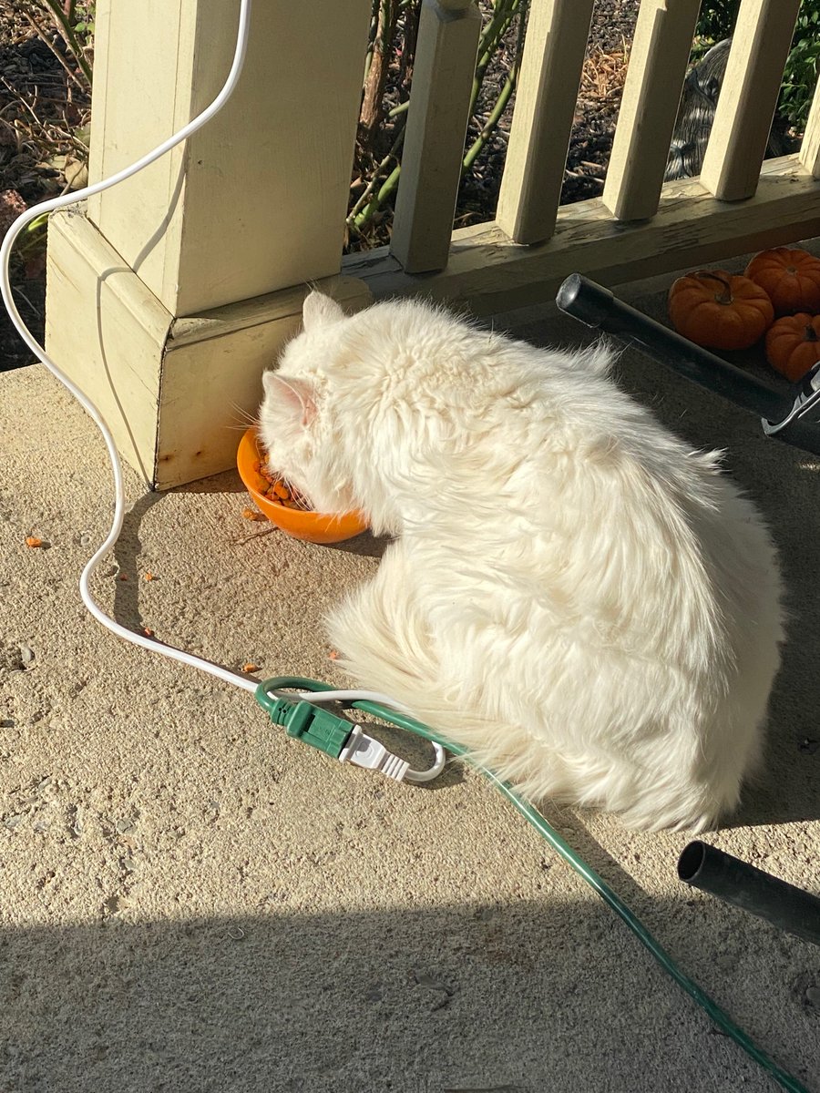 EMMASHA2155's tweet photo. This cat could be so beautiful if he wasn’t a stray. #CatsOfTwitter #cats https://t.co/Ek0FwmOJcS