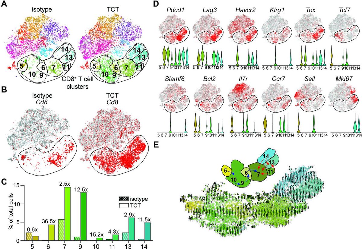Journal for ImmunoTherapy of Cancer (@jitcancer) on Twitter photo New #JITC article: Combinatorial immunotherapy induces tumor-infiltrating CD8+ T cells with distinct functional, migratory, and stem-like properties bit.ly/3pW3yFk <a href="/SripadRam/">Sripad Ram</a> New #JITC article: Combinatorial immunotherapy induces tumor-infiltrating CD8+ T cells with distinct functional, migratory, and stem-like properties bit.ly/3pW3yFk <a href="/SripadRam/">Sripad Ram</a>