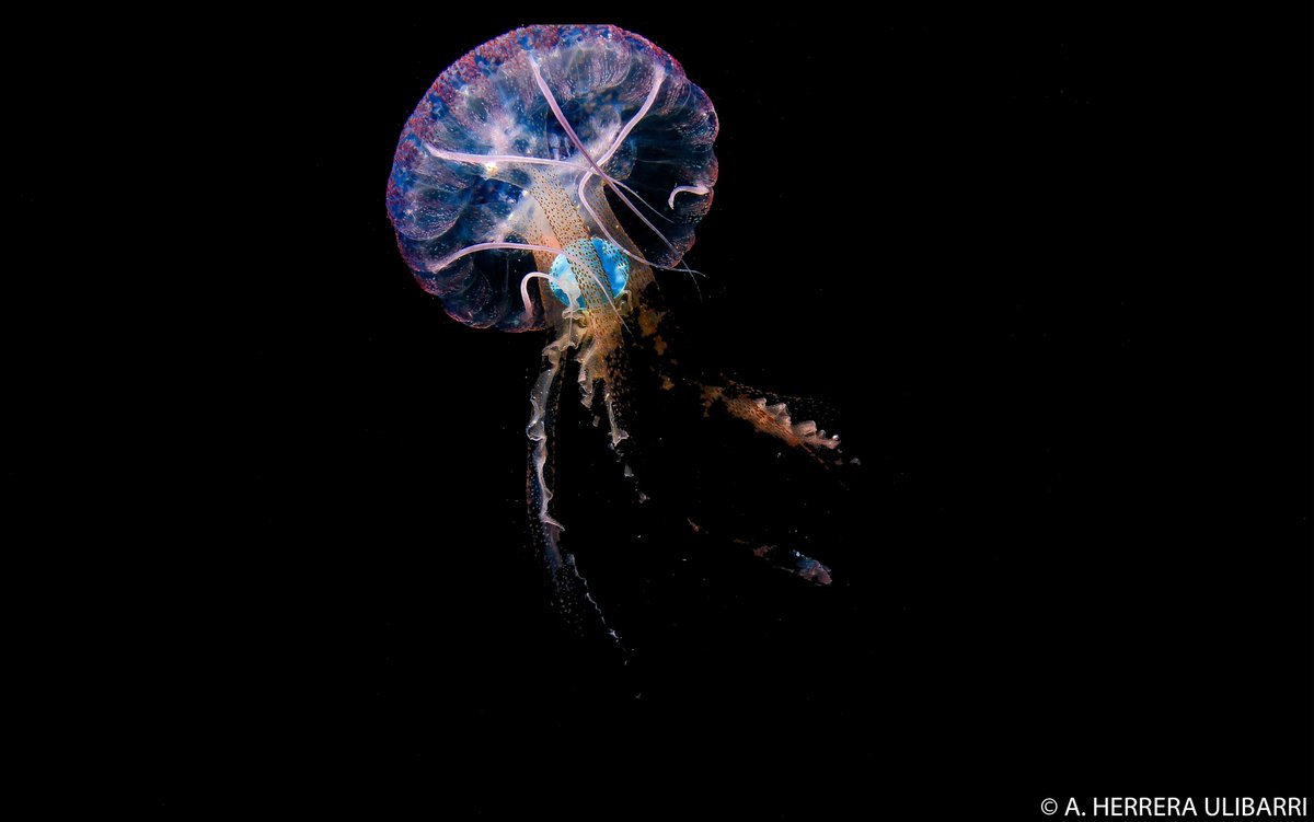 Nuevo artículo de opinión publicado en Marine Pollution Bulletin💪🌊<a href="/ulpgcresearch/">ULPGC Research</a> @ECOAQUA_IU <a href="/eomarulpgc/">EOMAR</a> "En menos de 70 años desde el inicio de la producción a gran escala de plásticos, nuestros hábitos de usar y tirar han ido impactando en un número creciente de ecosistemas