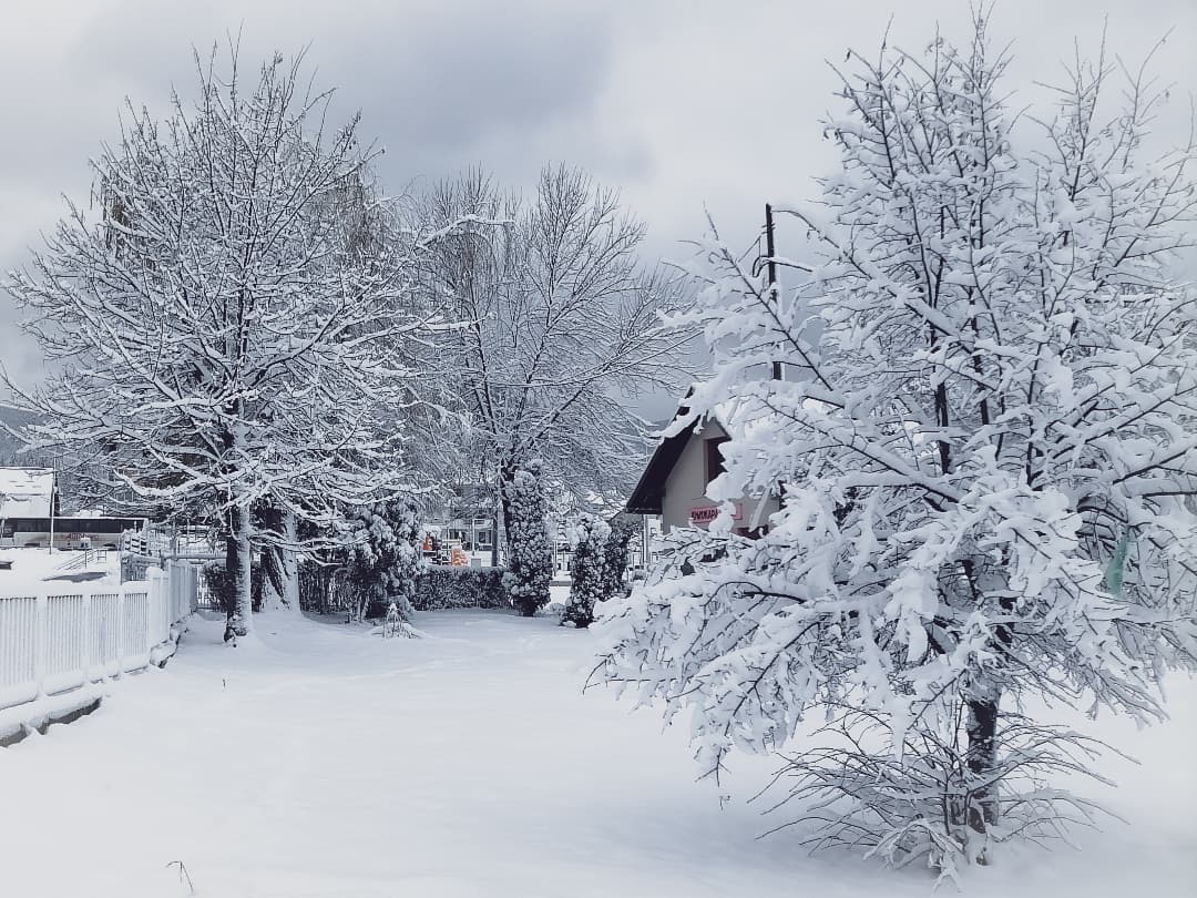 fiz_iiz's tweet photo. #SnowySpace ๐ค
#bloomingdays ๐
#natureๆฎๅฝฑไผ ๐
#photography ๐ธ https://t.co/RJ0w5usTxc