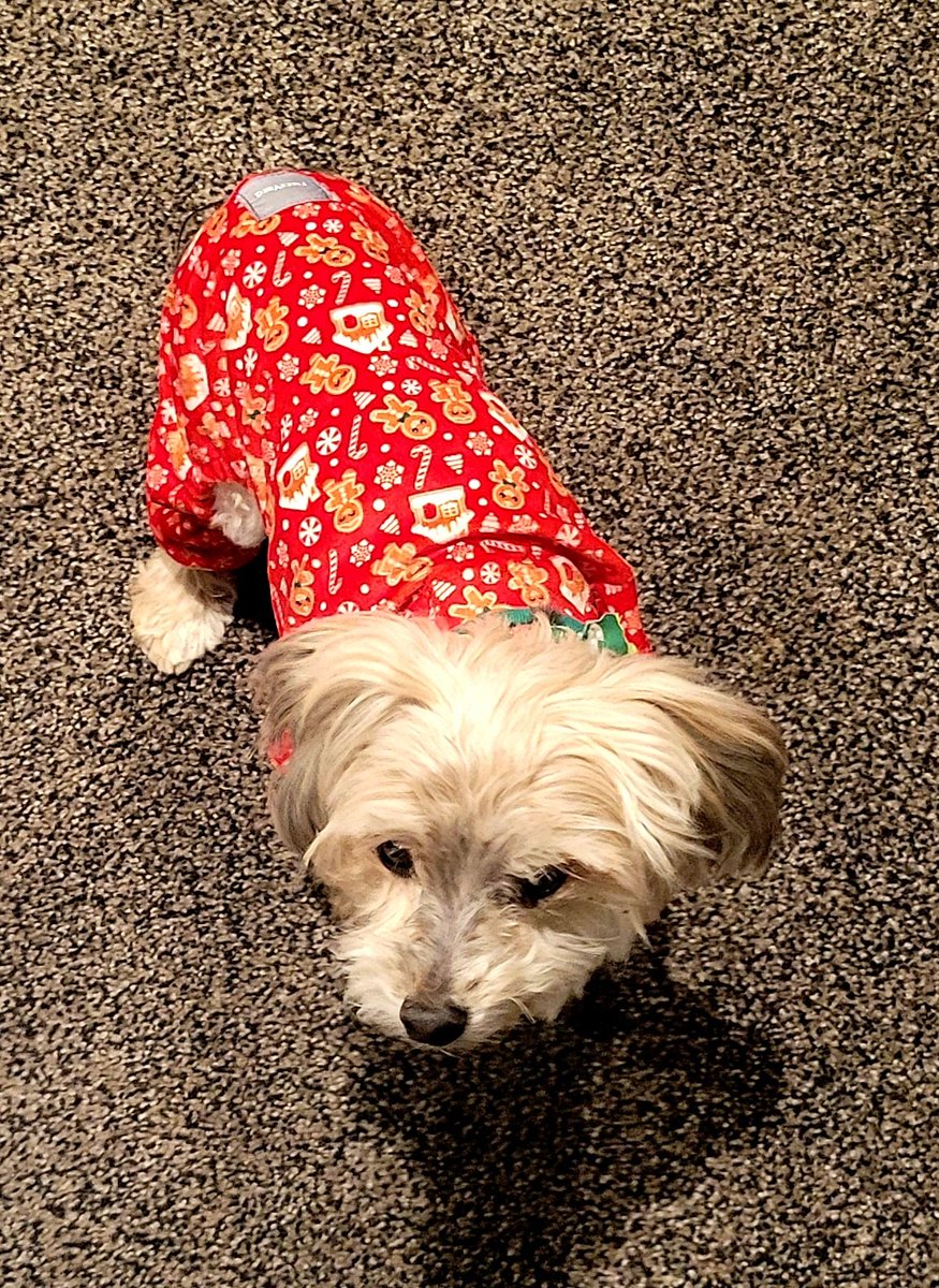 Nebraska262's tweet photo. Say hello to Charlie. He's one of the 'Official Puppies' of Team Nebraska Marathon.   He got new Christmas #jammies this year &amp; he is pretty excited about them. Please reply with a pic of your pup as we ❤️  to see them. https://t.co/b8pMJm6LH2