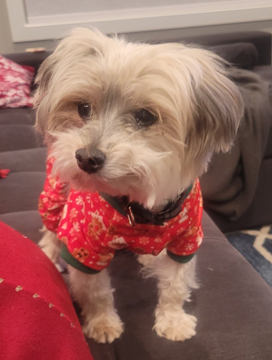 Nebraska262's tweet photo. Say hello to Charlie. He's one of the 'Official Puppies' of Team Nebraska Marathon.   He got new Christmas #jammies this year &amp; he is pretty excited about them. Please reply with a pic of your pup as we ❤️  to see them. https://t.co/b8pMJm6LH2