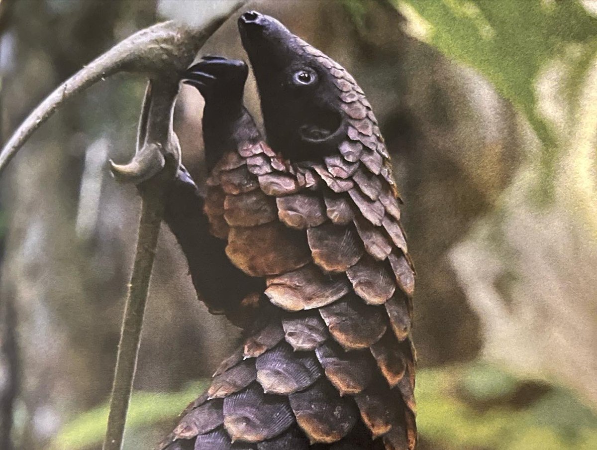 drgnflghtimages's tweet image. A pangolin! Love these little guys! The 3rd Saturday in February is #worldpangolinday Right around the corner!

#pangolins #pangolinart #wildlife #wildlifeart #wildlifesketch #pen #penandink #coloredpencil #coloredpencilart