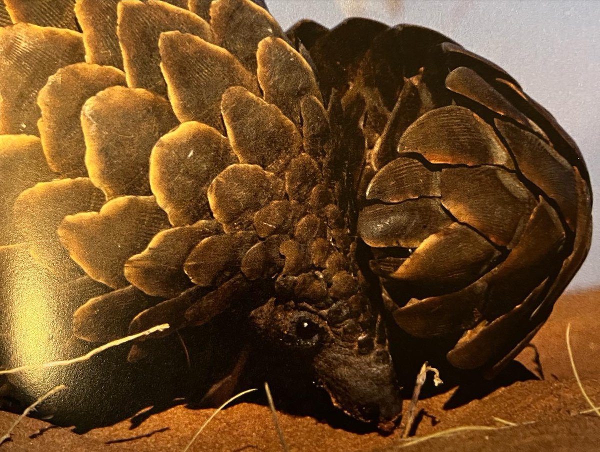 drgnflghtimages's tweet image. A pangolin! Love these little guys! The 3rd Saturday in February is #worldpangolinday Right around the corner!

#pangolins #pangolinart #wildlife #wildlifeart #wildlifesketch #pen #penandink #coloredpencil #coloredpencilart