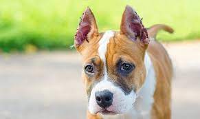 AdoptionsUk's tweet image. Please retweet, it has been ILLEGAL TO CROP A DOGS EARS IN THE UK  since 2006. 
I you suspect anyone of doing this to a dog please report them to the RSPCA OR SSPCA in Scotland.  
The sentence for animal cruelty has been raised to a max of 5 years in prison. 
#dogs #animals #UKPP