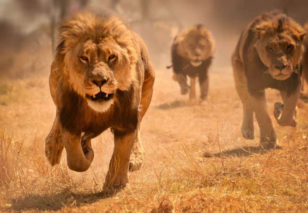 goldmedalmind's tweet image. "Leaders don’t force others to follow them - they invite them on a Journey."
—Anonymous #TheLeadersMind 🏆 #Leadership 

📚 amazon.com/Leaders-Mind-P…