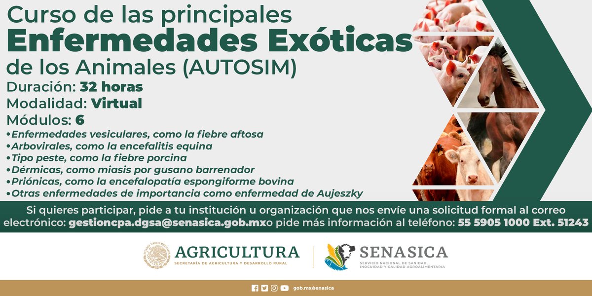 SENASICA's tweet photo. ¿Eres Médico Veterinario Zootecnista o estudiante de alguna carrera afín y quieres continuar con tu formación profesional? 👩⚕👨⚕🖥 #AUTOSIM #MVZ #Curso
Esta información es para ti 👇 https://t.co/Y5rsegRKw4