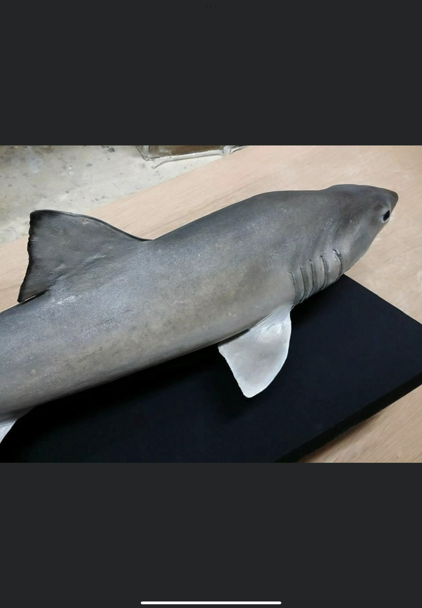 オガワアート（小川貴光）魚類剥製作家、魚人基地、魚魚展 on X