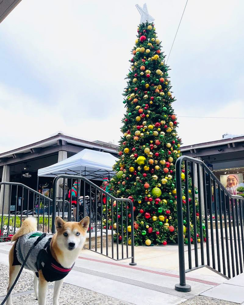 ShopDelMonte's tweet photo. Our #JingleDelMonte contest winner this week is @aiko.the.explorer! 🌲 Congratulations! There's still time to enter to win a $50 #DelMonteCenter gift card and a holiday gift, through 12/17. Head to our Instagram (@shopdelmonte) for entry details: https://t.co/uliSH1QSQi https://t.co/ymP1ZPx1bN