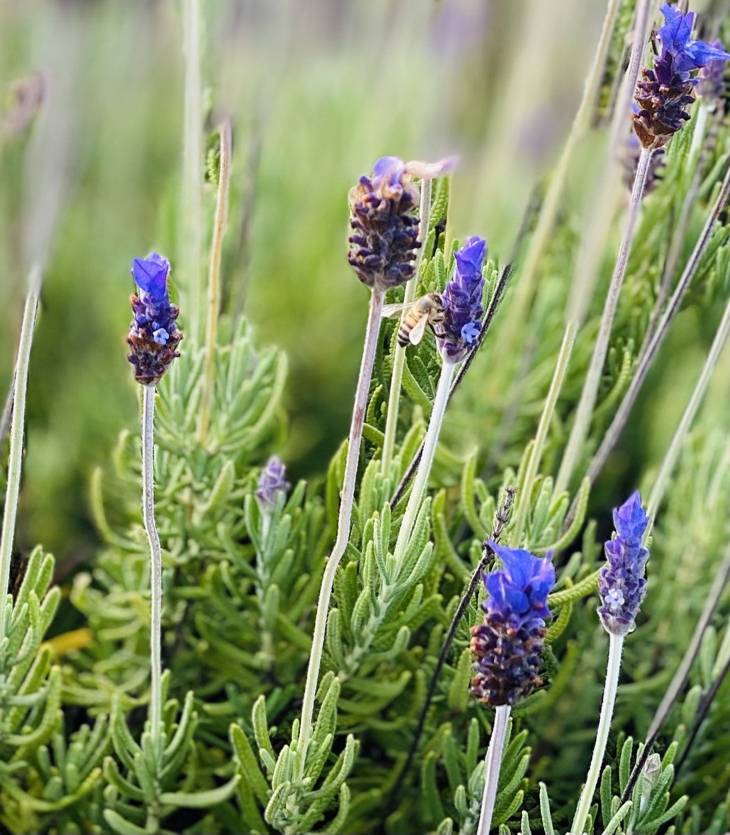 En la CdMx ya hay 603 jardines para polinizadores, como parte de la contribución de la ciudad a uno de los grandes desafíos mundiales para la seguridad alimentaria y para la conservación de la biodiversidad.
