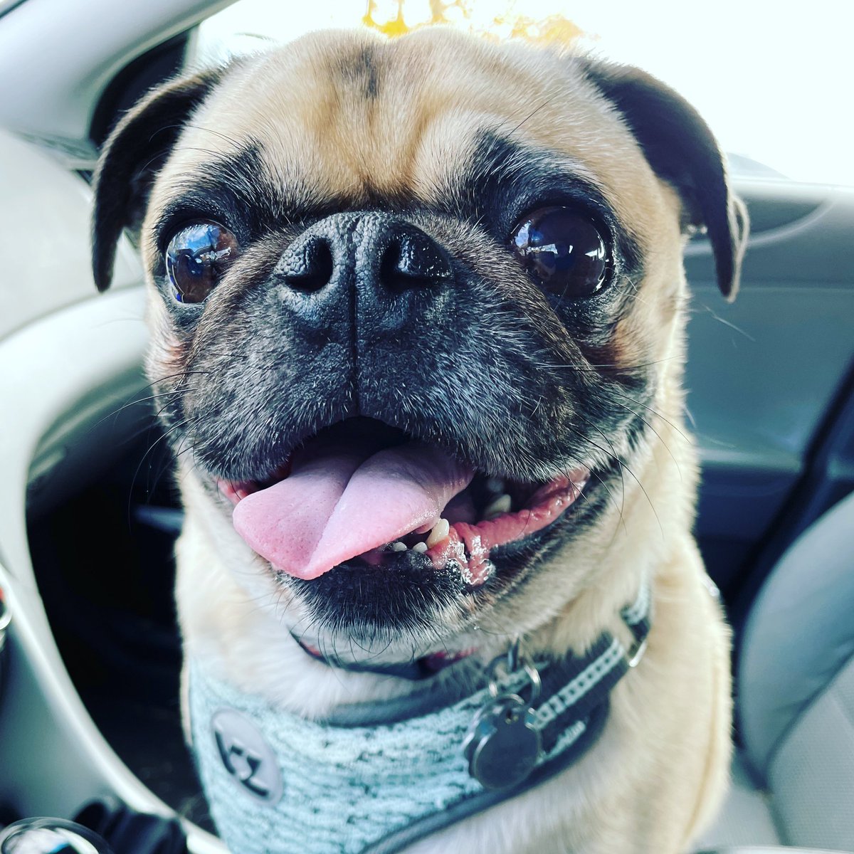 This is Podoh. For every RT, I will pet him on the head and tell him how much of a good boy he is 😁😤