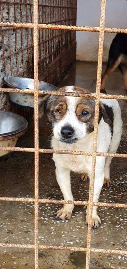 Paws2RescueUK tweet media