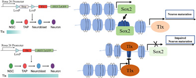 StemCellsJournl's tweet image. Impaired generation of mature neurons due to extended expression of Tlx by repressing Sox2 transcriptional activity

#AdultNeurogenesis #NeuralDifferentiation #NeuralStemCell #Sox2 #Tlx bit.ly/3IxEInX