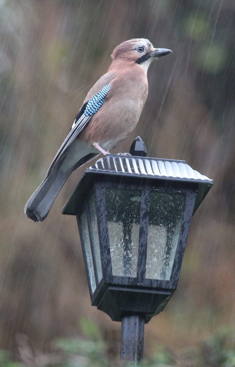 When #StormBarra hit #TheForestofBowland it wasn't going to stop this Jay going to get it's peanuts! A very windswept & rained on bird!
Click on photos for detail!! #TwitterNatureCommunity
#BirdsSeenIn2021 #Jays #birdwatching #birdphotography