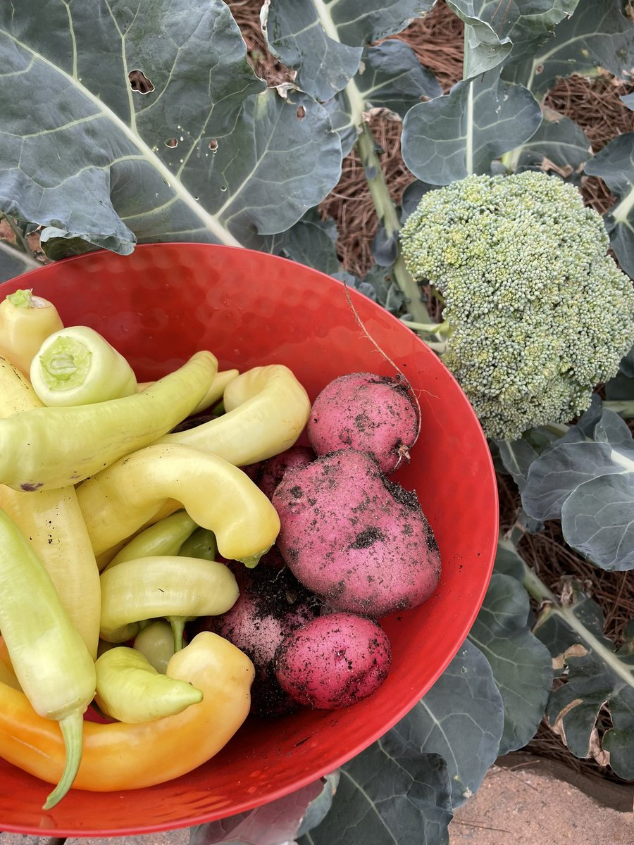Mrs. Irshad (@irshadrtgg) on Twitter photo Beautiful harvest from the <a href="/CFISDWells/">Wells Elementary</a> garden today! π₯¦π«π₯ <a href="/readygrowgarden/">Ready to Grow Garden</a> <a href="/CyFairCFisher/">Cheryl Fisher</a> <a href="/CFISDWells3rd/">Wells 3rd Grade</a> Beautiful harvest from the <a href="/CFISDWells/">Wells Elementary</a> garden today! π₯¦π«π₯ <a href="/readygrowgarden/">Ready to Grow Garden</a> <a href="/CyFairCFisher/">Cheryl Fisher</a> <a href="/CFISDWells3rd/">Wells 3rd Grade</a>