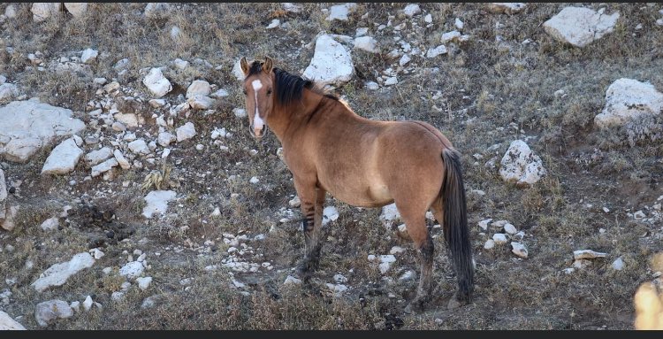 NATIONAL DAY OF THE HORSE—
There is not a better Pryor Mtn. example to represent the horse than iconic Quahneah. This classic 5 yr. old dun is the daughter of the iconic dun pair, Baja and Washakie. 
Thank you to our dear friend Phyllis facebook.com/89916788389/po…
