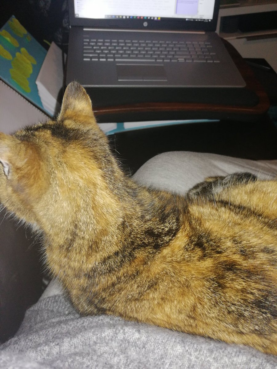 GailBWilliams's tweet photo. See that laptop? I was getting comfy to start working on it. The cat had other ideas. #amwriting #amwritingnot https://t.co/YN48qDajeL